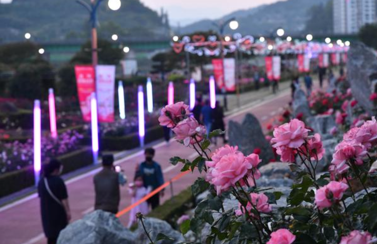 삼척장미공워(4)