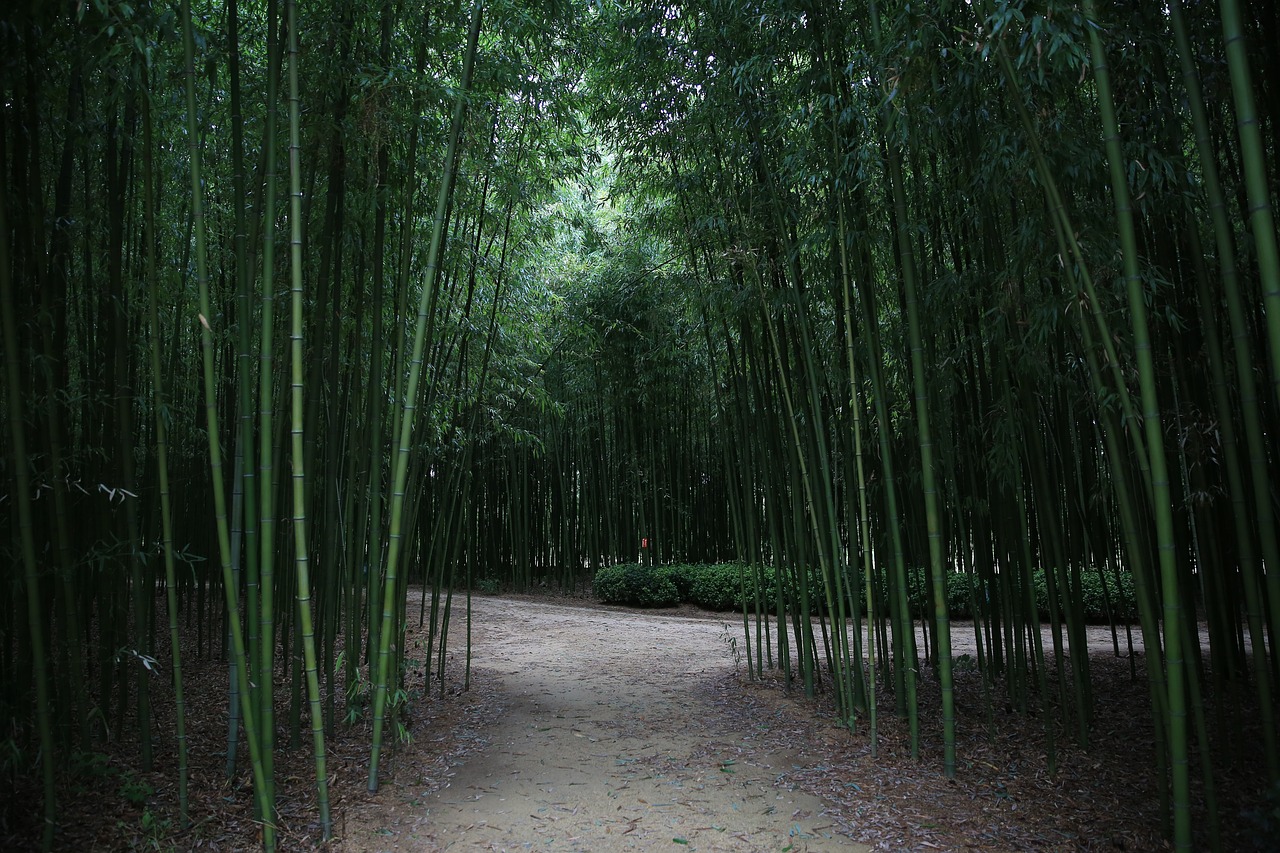 빼곡한 대나무 숲길 태화강십리대밭
