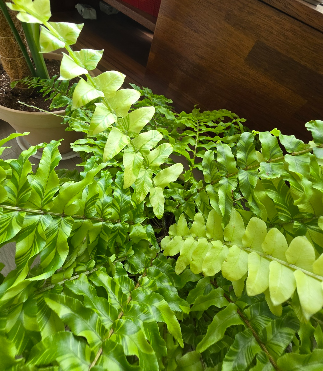 새순들이 성장중