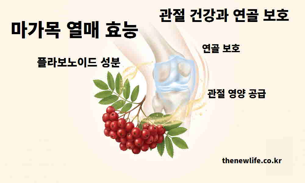 마가목열매 효능 관절 건강 연골 보호