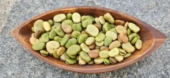 잠두콩 재배 저온 발아 지주 설치 꼬투리 관리_8