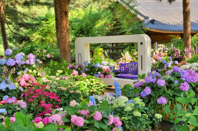 아침고요수목원 수국전시회