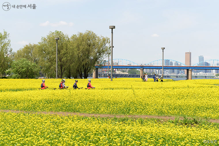 2024 한강 서래섬 유채꽃 축제 일정 정보, 장소 위치, 가는길, 놀거리