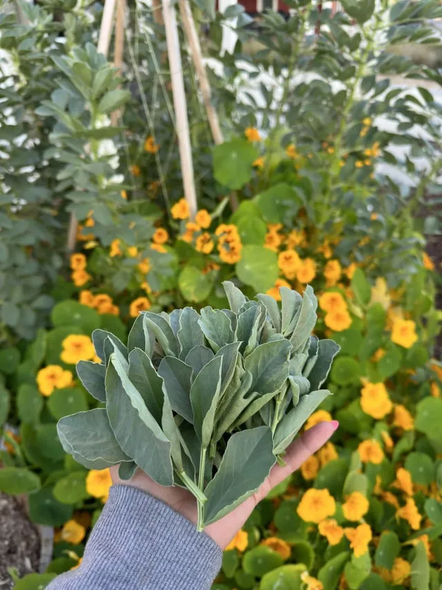 잠두콩 재배 저온 발아 지주 설치 꼬투리 관리_4