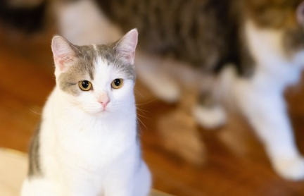 앉아서 가만히 있는 고양이.