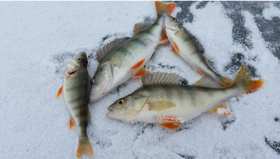 2025 화천 산천어 축제 예약 및 일정&amp;#44; 숙박무료낚시이벤트 안내