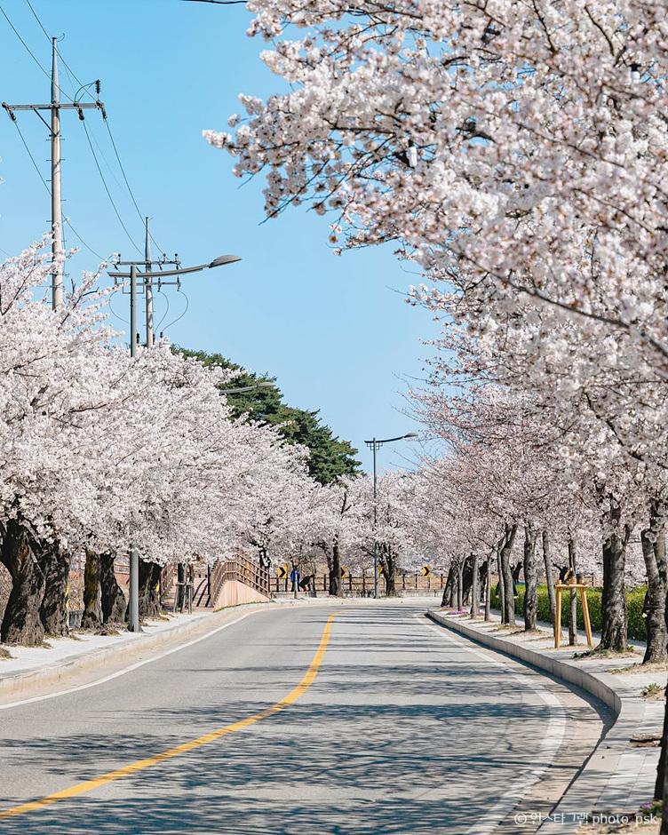 벚꽃 추천 명소