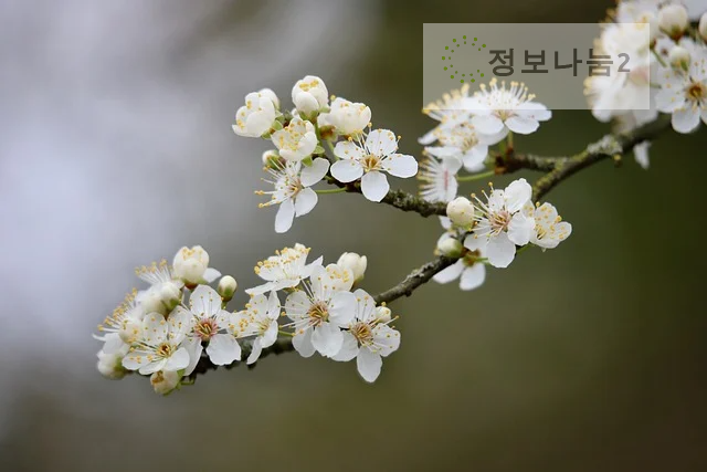 양산원동매화축제