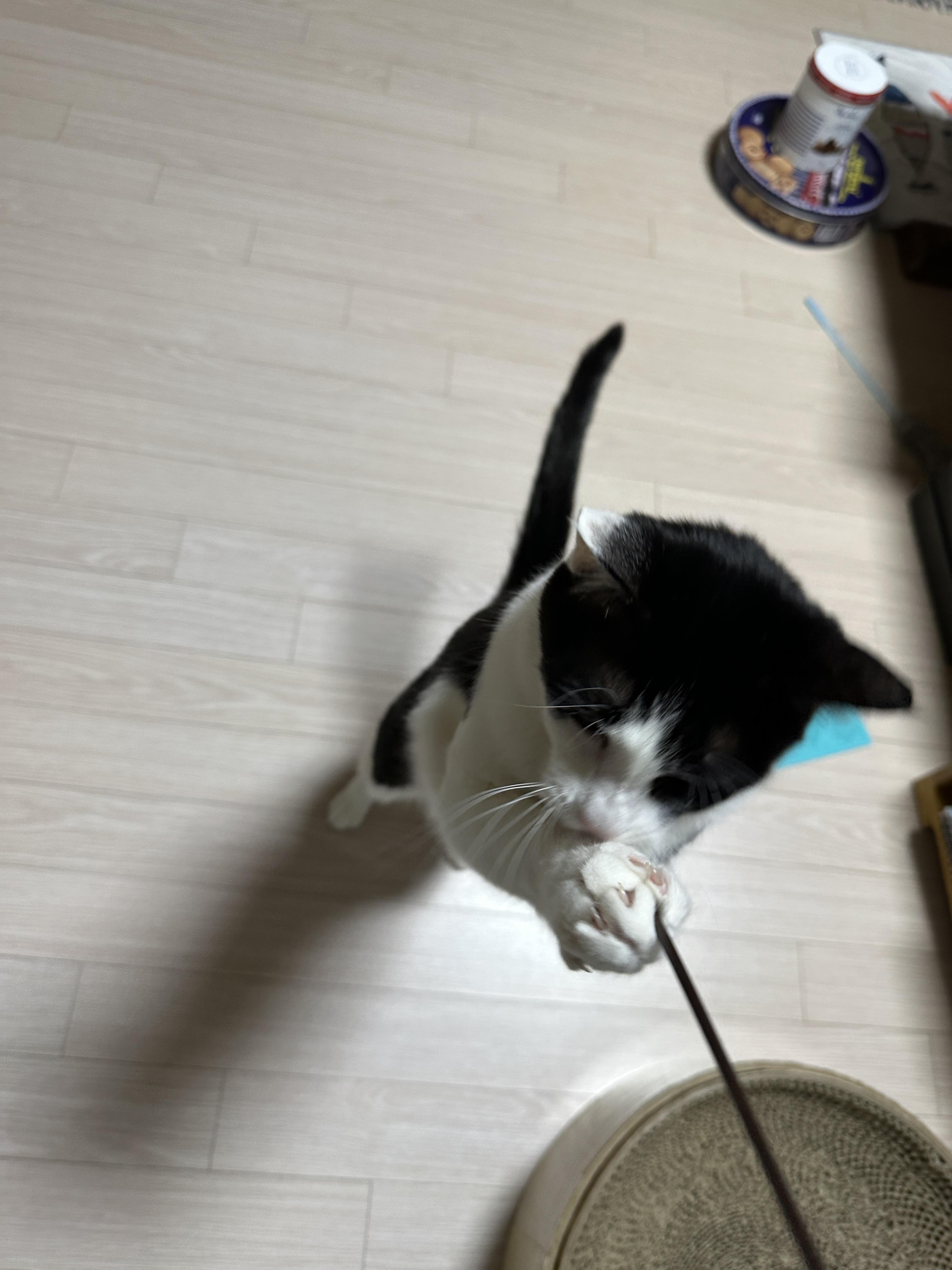 마음이 급한 두리와 그런 두리가 귀여운 집사(feat.먼저 뛰어가지 말라고오 ㅋㅋㅋ)