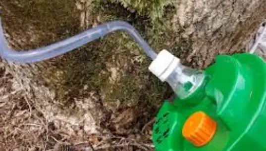 고로쇠물 효능 4가지