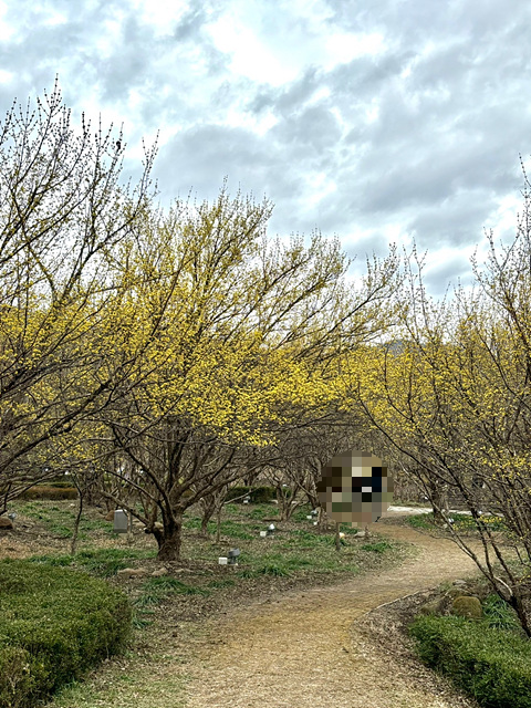 구례 산수유축제 기간, 실시간, 추천 코스, 주차장, 행사장 음식 정보