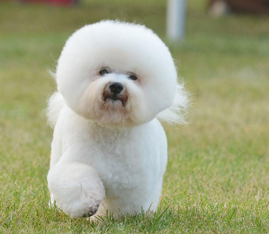 비숑-프리제-분양가격-사료추천-성격-털빠짐