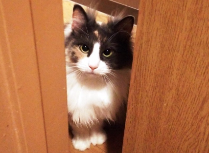 문틈에 있는 솜털 세 개.