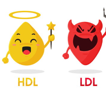 hdl 콜레스테롤 이란? 정상수치 및 높이는 방법