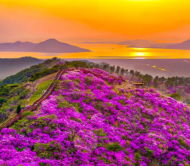 철쭉