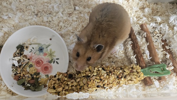 내가 키우는 골든햄스터 단독사육 (1햄스터 1케이지)