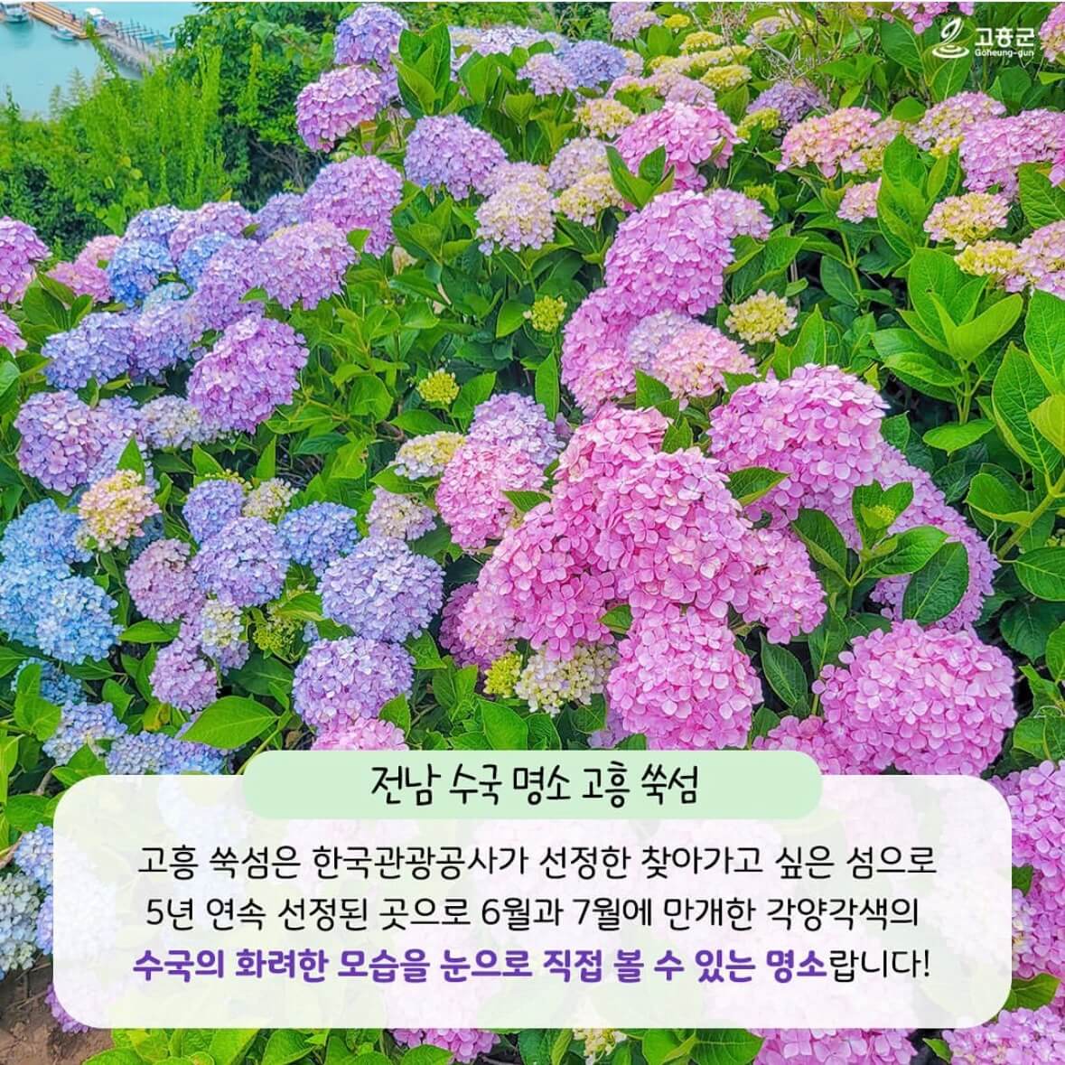 쑥섬 수국축제