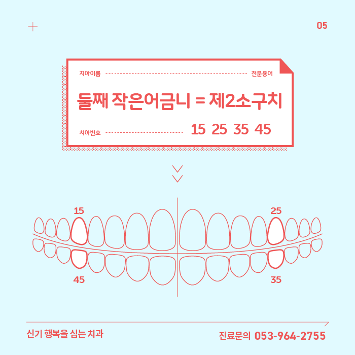 제2소구치 - 둘째 작은어금니