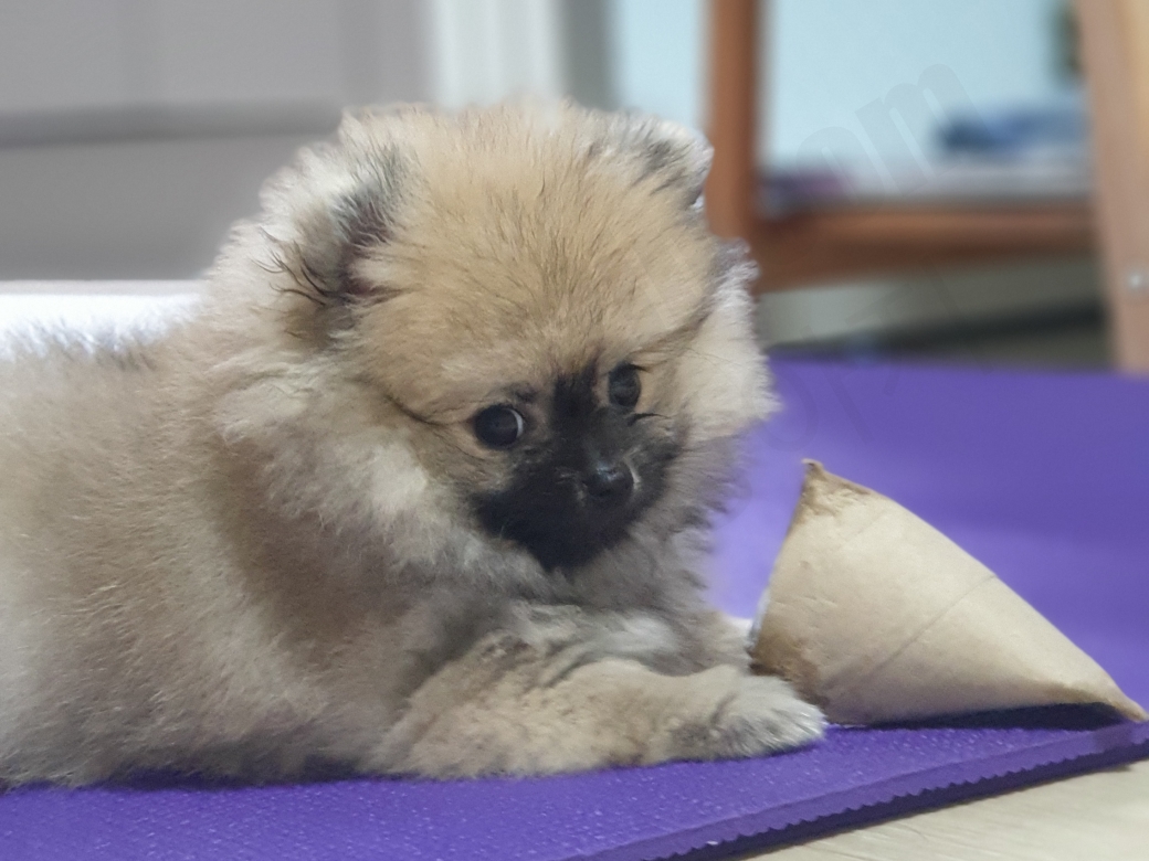 휴지심을 갖고 노는 세이블 포메라니안