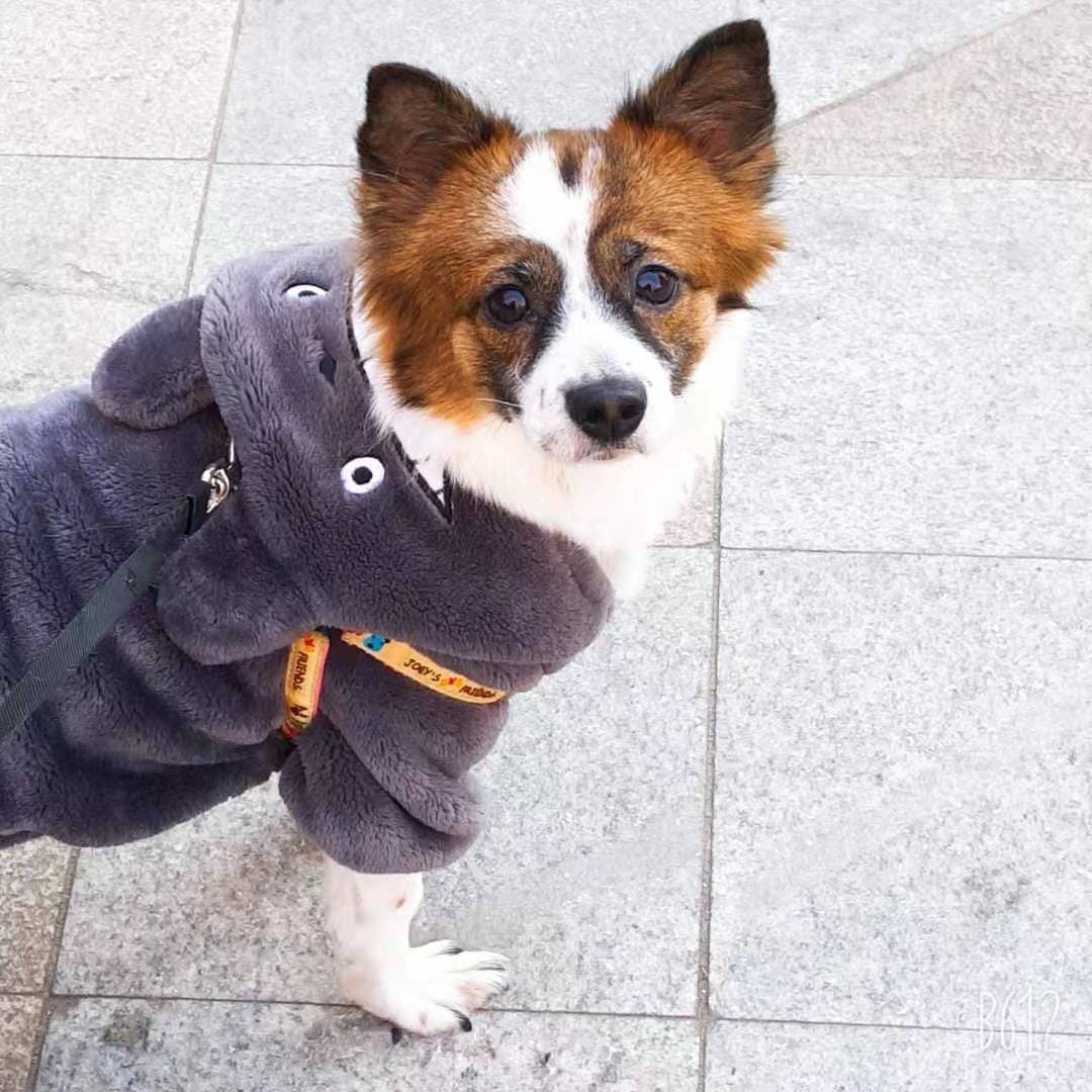 반려견 화장