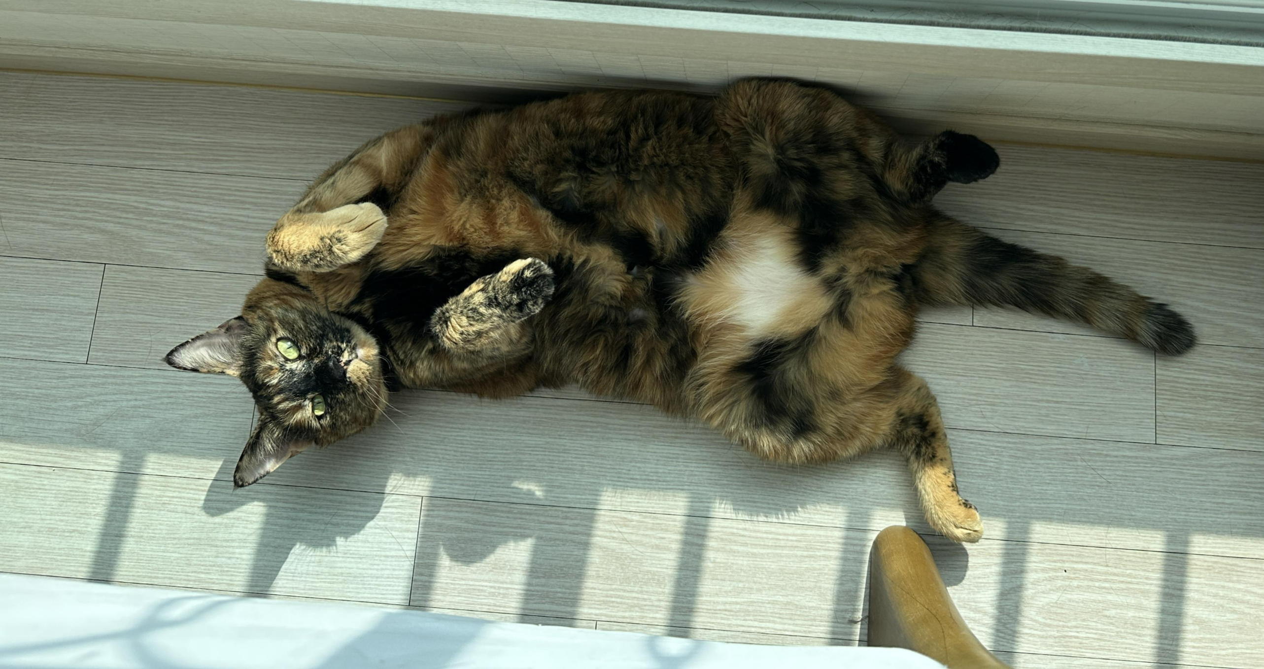 오랜만에 평화로운 아홉냥이네 아침풍경