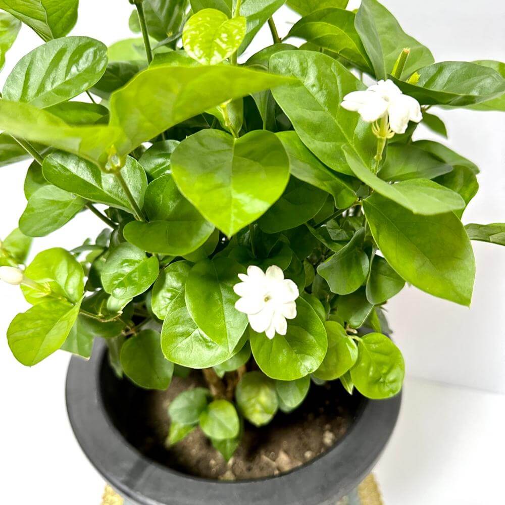 함박자스민 키우는법