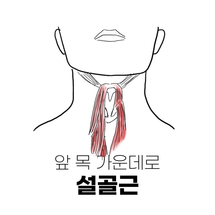 설골근