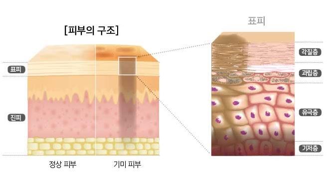 도미나 크림 효능 효과