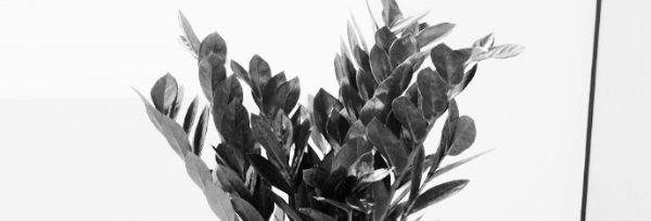 금전수 키우기: 금전수 가지치기 방법