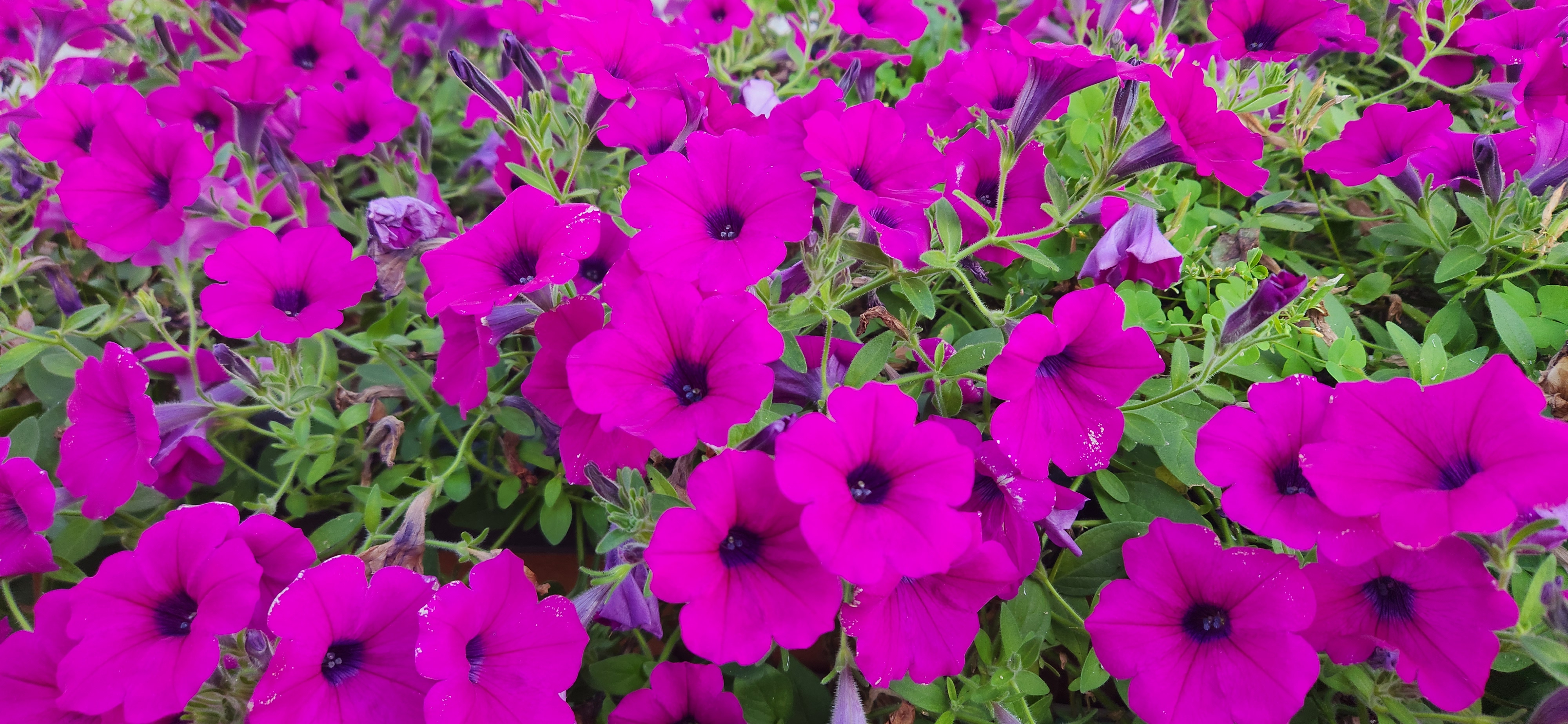 보랏빛 페튜니아꽃 가득한 모습