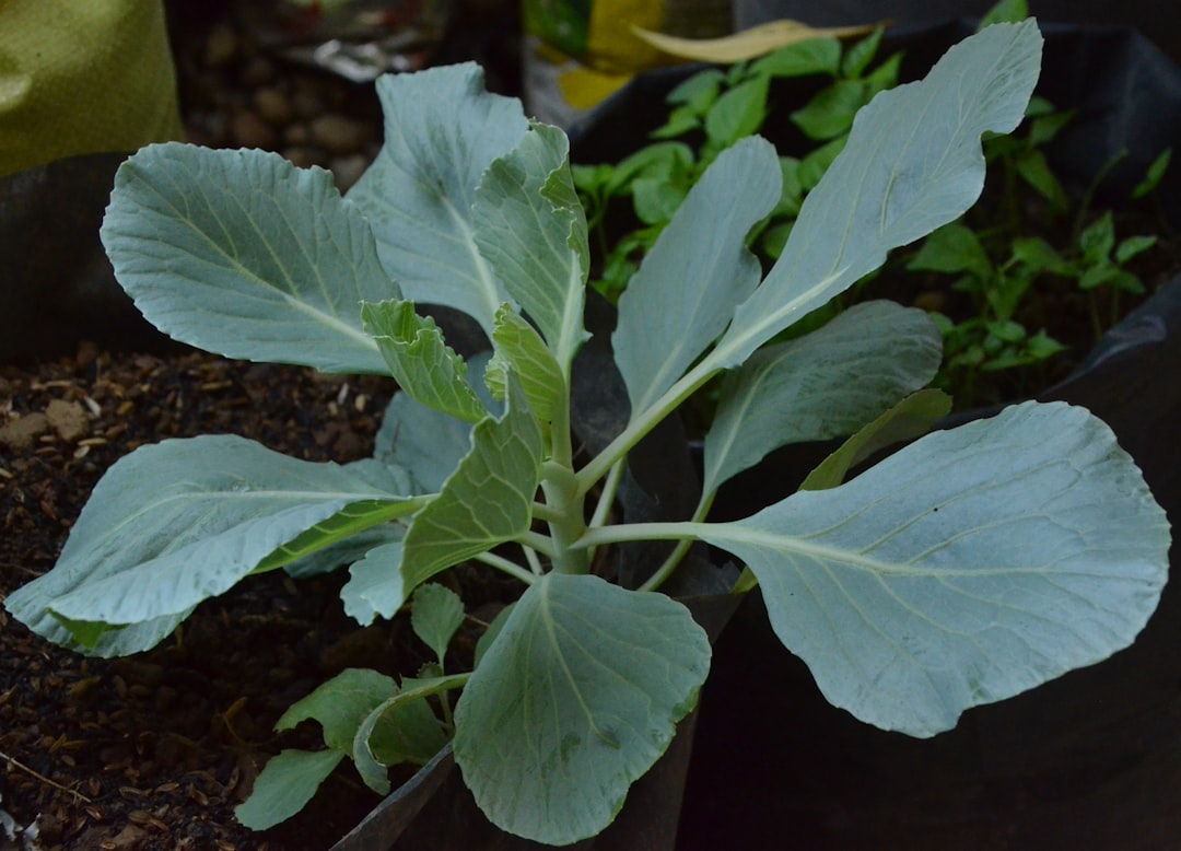 Kohlrabi