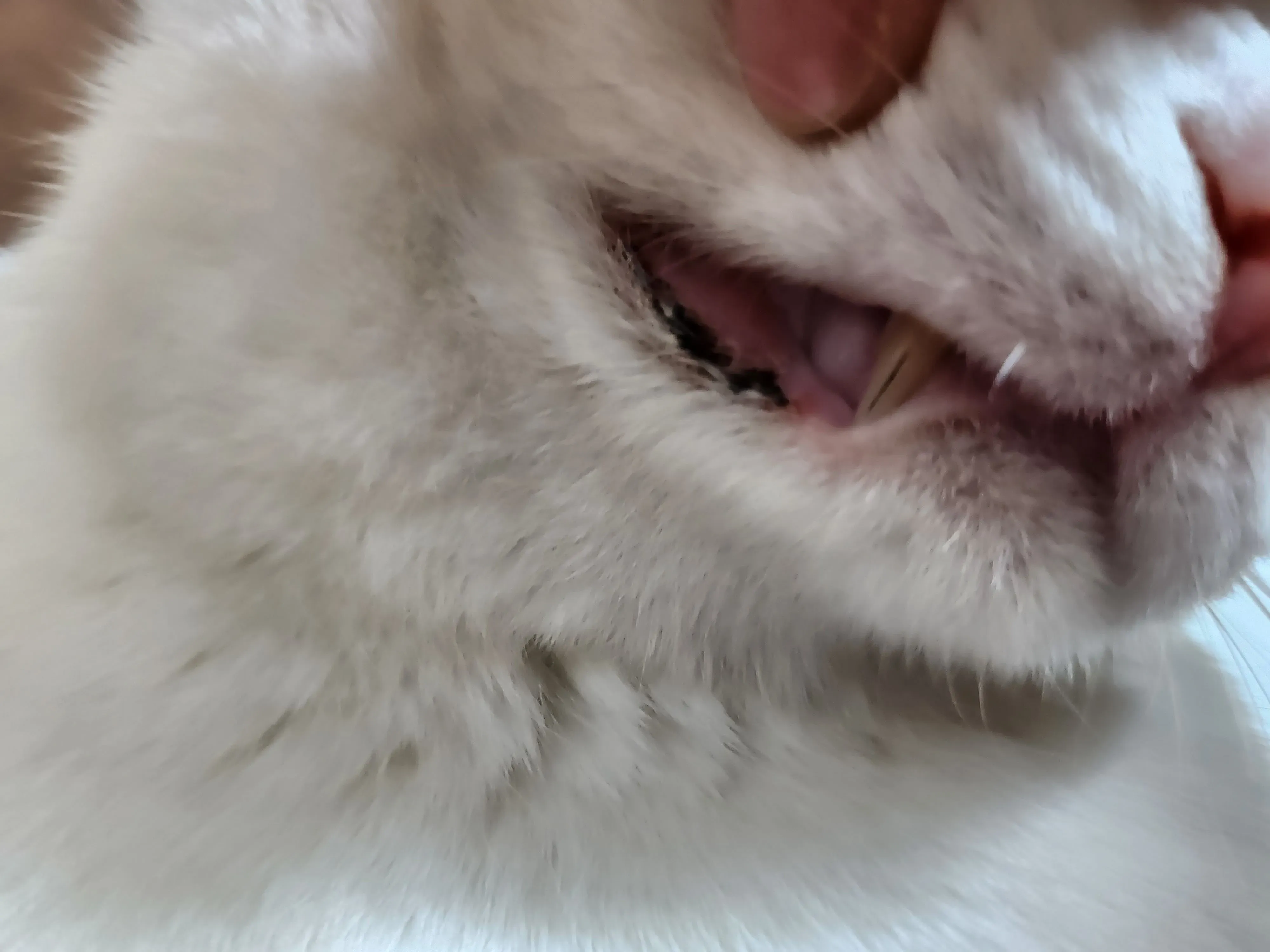"고양이
