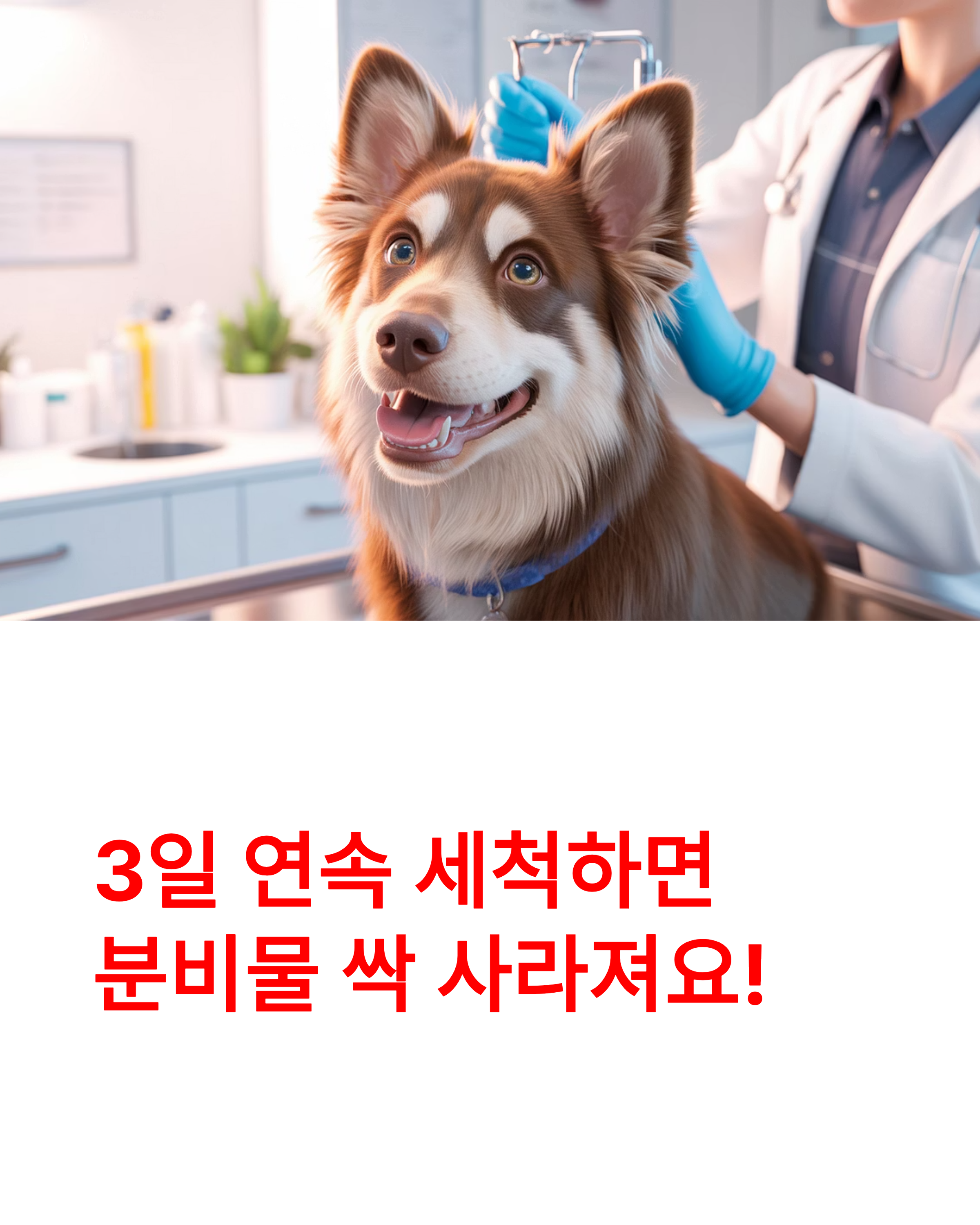 강아지 외이염 100% 해결! 집에서 3일 만에 좋아지는 비법