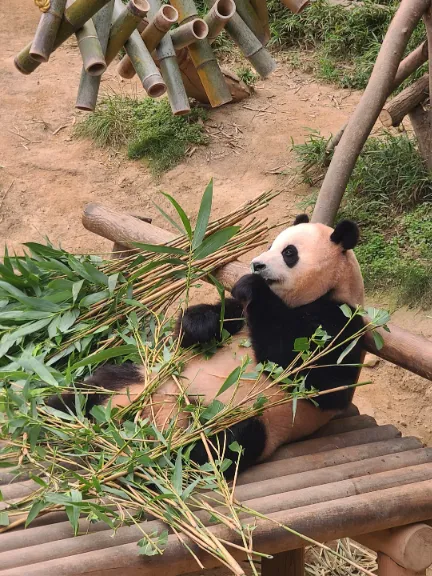 에버랜드 푸바오 예약 시간 관람 꿀팁