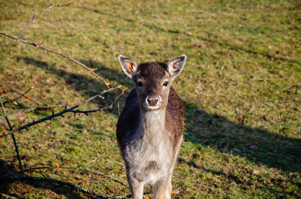 공원 속에 사슴