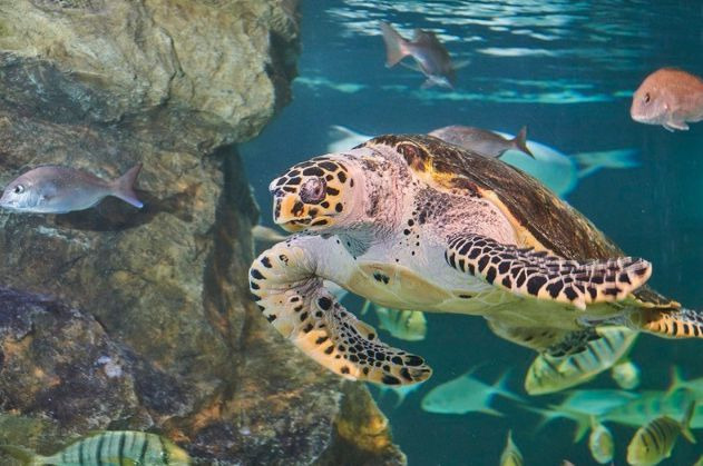 대전 엑스포 아쿠아리움