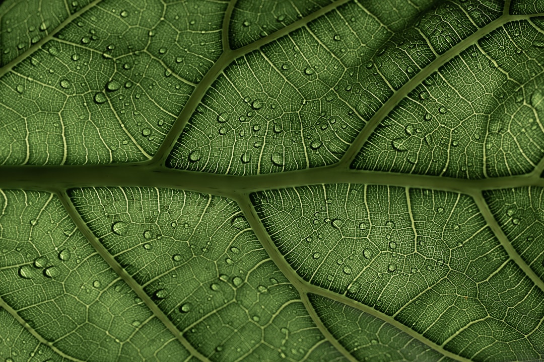 Ficus