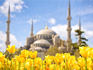 2024 태안 튤립축제