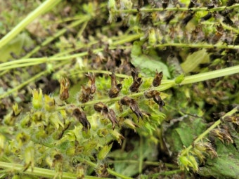 들깨 수확시기와 수확방법