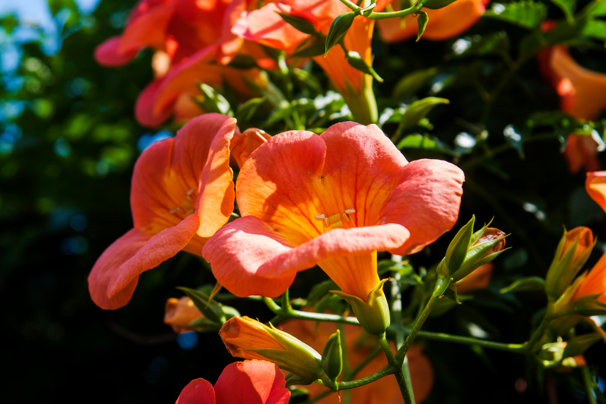 능소화 꽃말 묘목 키우기 꽃 명소 개화시기 전설 독성 삽목 시모음