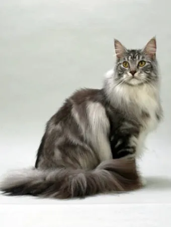 메인쿤 고양이 유전병_11