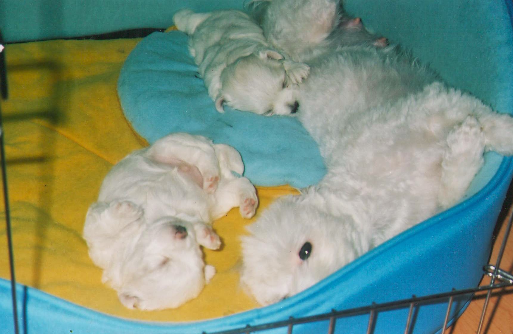 반려견의 임신과 출산 관리