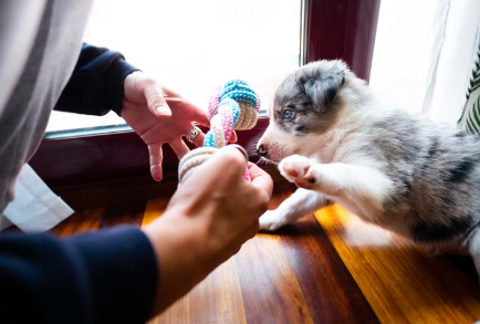 장난감을 가지고 노는 개.