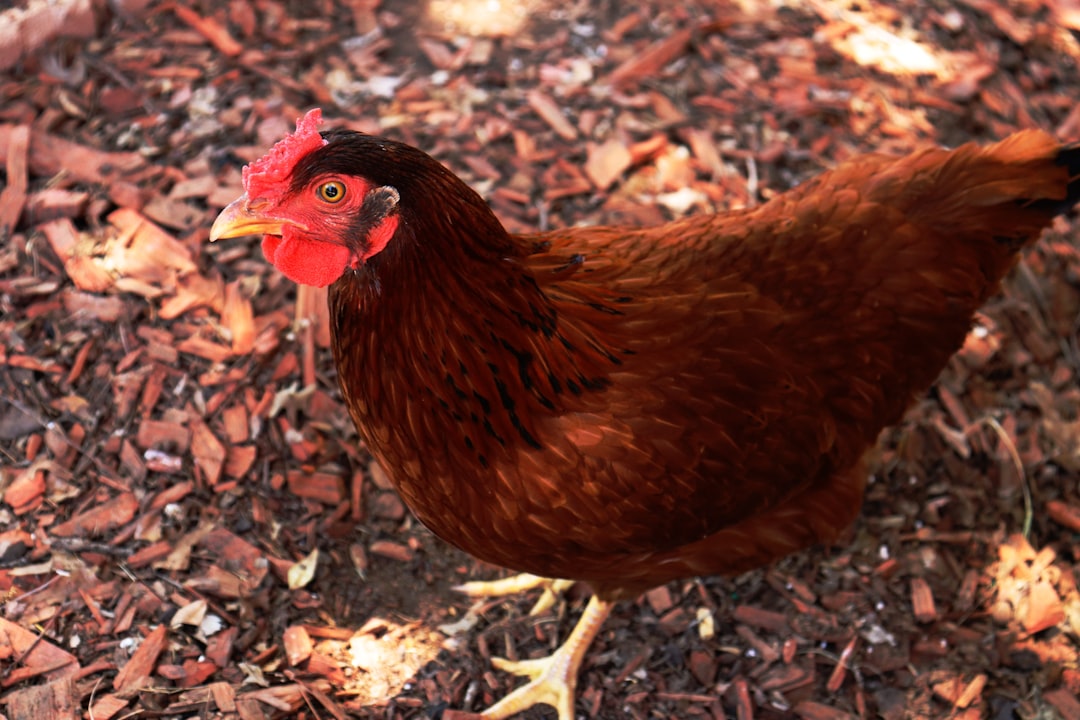 Chicken.
