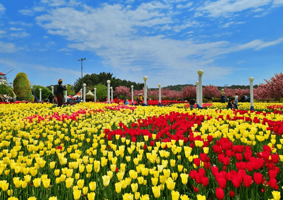 태안-세계튤립꽃박람회