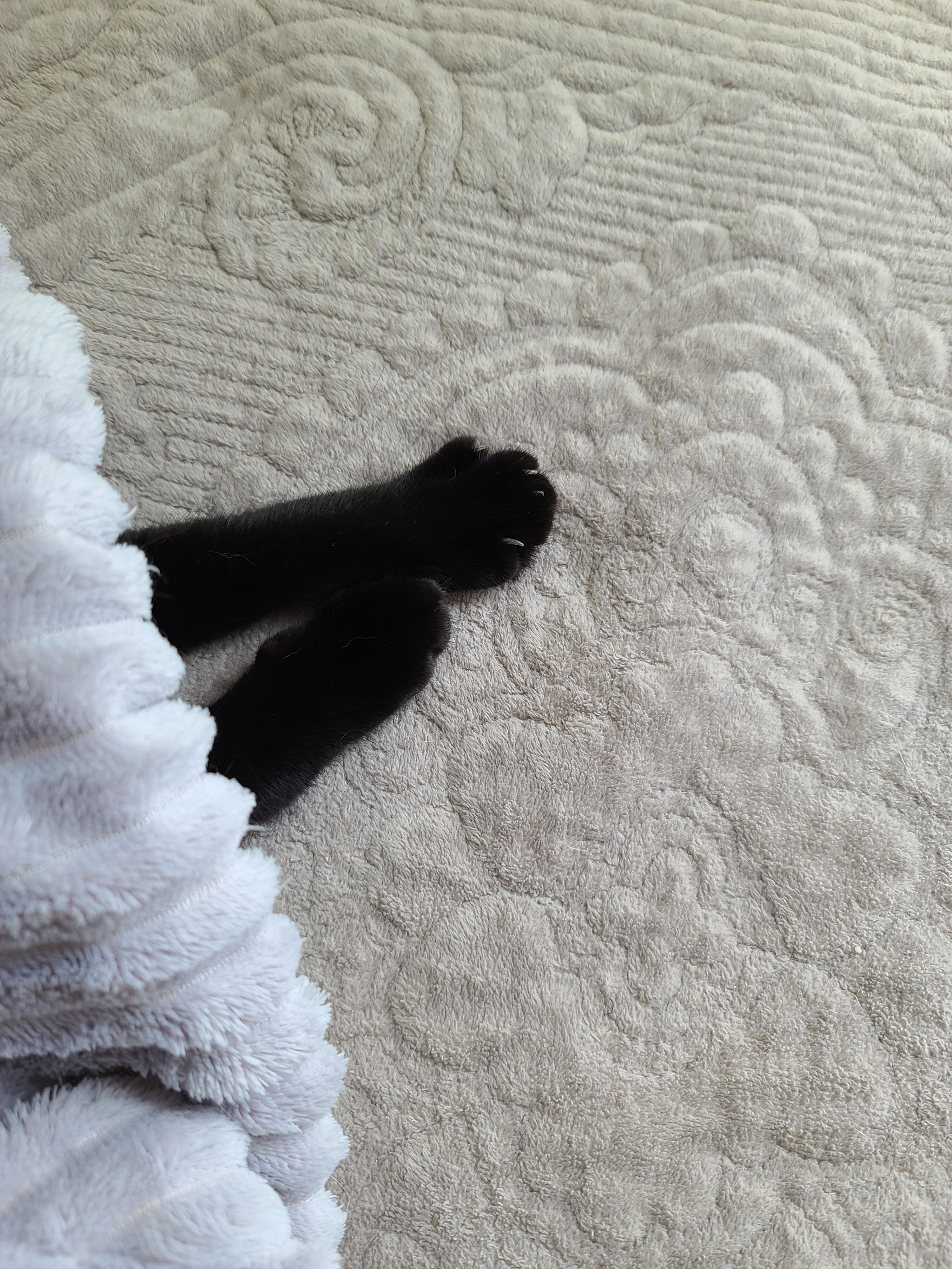 에어컨 바람을 피하고 싶을때 올블랙 건이와 막둥이 삐용이의 선택은...!