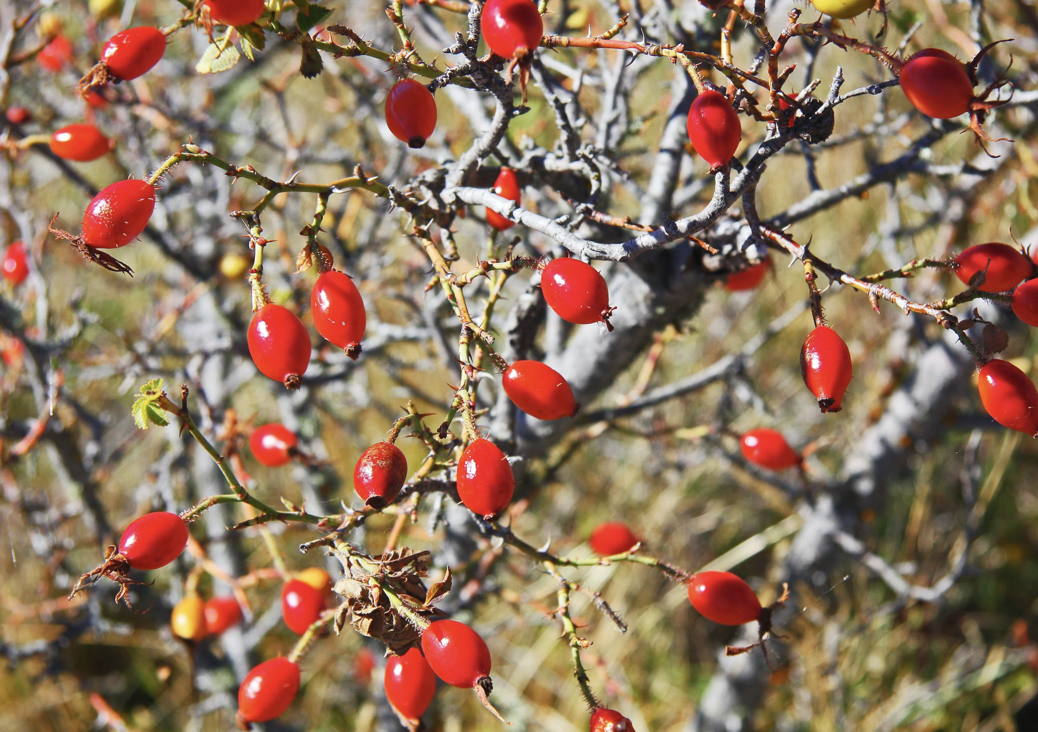 로즈힙 보관방법
