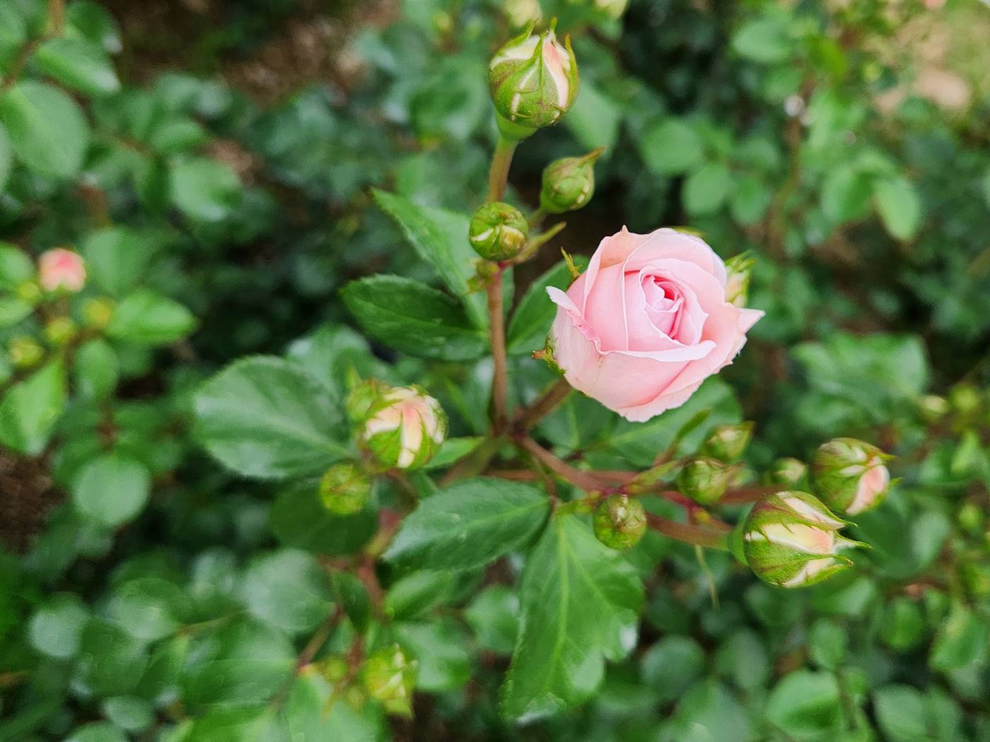 장미 신데렐라 Cinderella