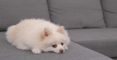 개가 화장실을 실패하는 이유 병의 가능성.