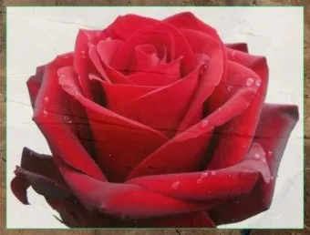 씨앗 저장법 건조 저온 밀봉 발아율 유지 교체 주기_16